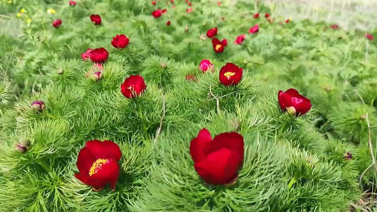 Цветущие дикие пионы