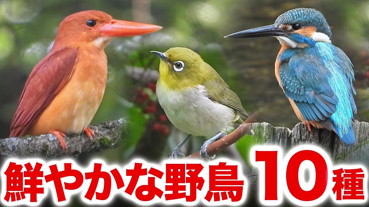 自然ってすごい…鮮やかすぎる野鳥の世界！