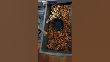 Ballpython feeding. #ballpython #snake #reptiles #shorts #subscribe #shortvideo #animals #like