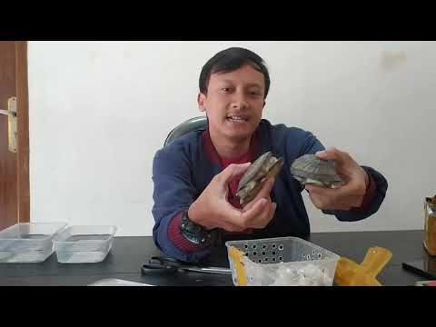 Video: Afrikaanse Sideneck Turtle - Pelusios Castaneus Reptielras Allergene, Gesondheid En Lewensduur