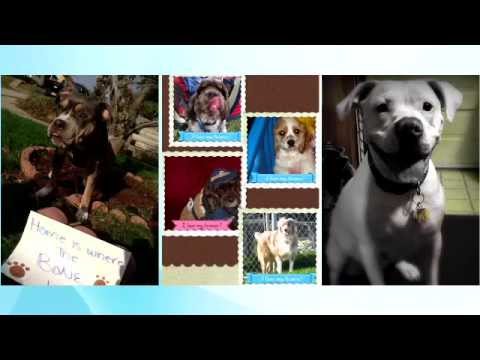 dog license allegheny county pa dog license allegheny county pa