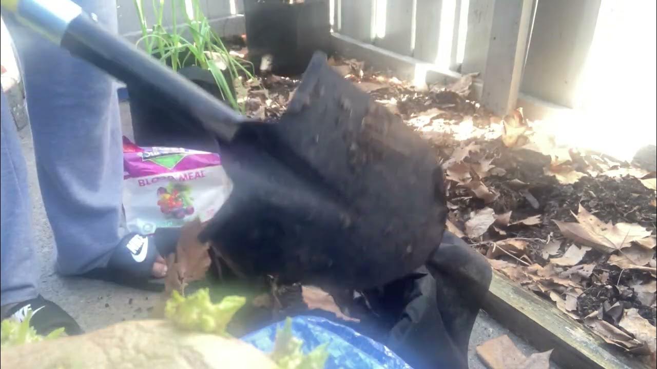 Planting russet potatoes with the laundry basket method YouTube