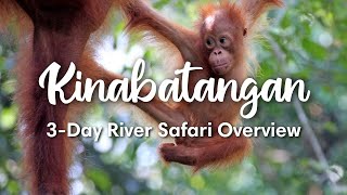KINABATANGAN RIVER, SABAH (2023) | Overview 3Day Kinabatangan River Safari in Sabah, Malaysia