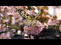 BUTTERFLY HD VIDEO|BEAUTIFUL BUTTERFLY - DIFFERENT TYPES OF BUTTERFLY