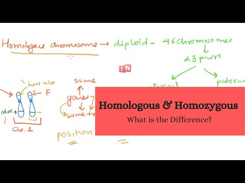 Video: Hvad er forskellen mellem homozygote og heterozygote kromosomer?