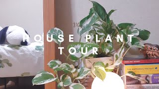 Easy Care House Plants (Things I learned from my plants, plant tour, plant care)