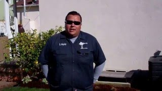 Certified Arborist on Staking Trees
