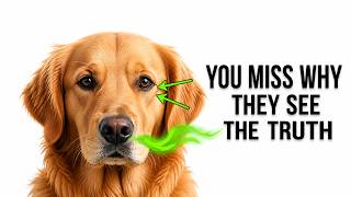 How Dogs Recognize a Bad Person? (Science Explained)"