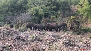 ช้างป่าทองผาภูมิ1079 สวัสดีวันช้างไทย 13 มี.ค. 2567