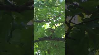 An Orange-crowned Warbler sings, flaps, hops around around in Oak
