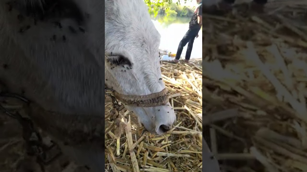 حالة تيتانوس فى حمار Tetanus