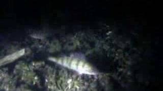Night Ice Diving