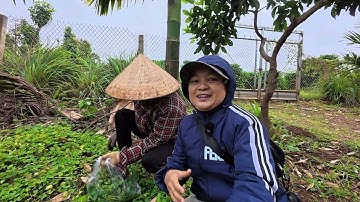 Theo Chân Bố Mẹ Đi Rẫy & Câu Chuyện Khi Đi Đám Cưới Về Bất Ổn || Hải Tí Hon