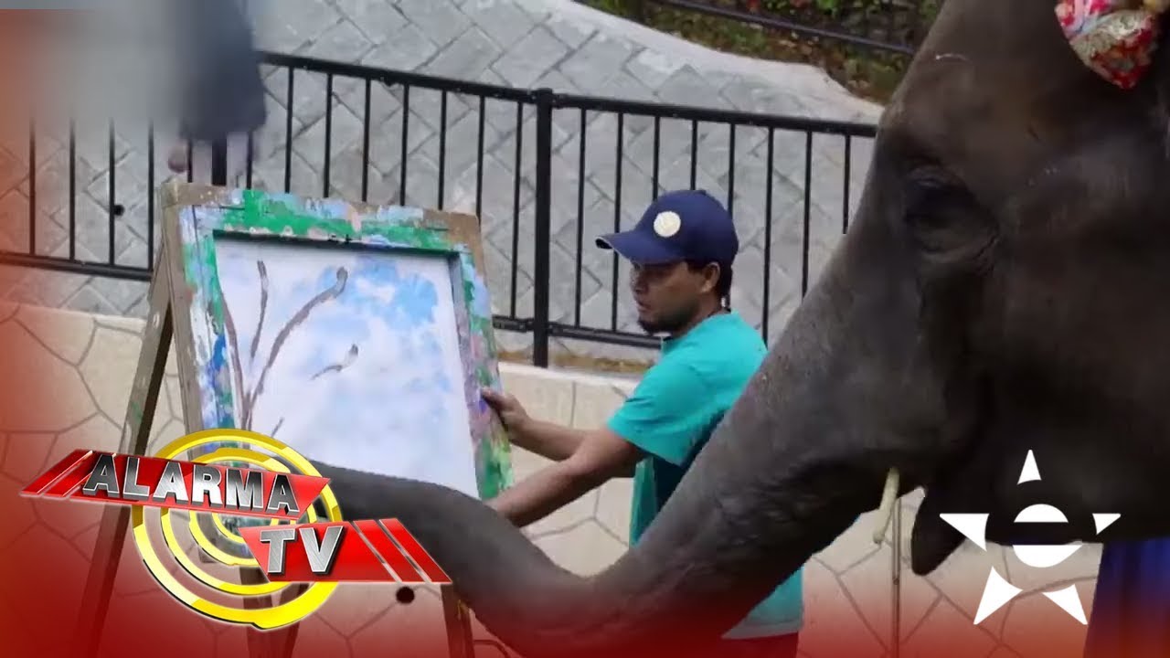 tv kanalları ESTE ELEFANTE PINTA MEJOR QUE YO! - Alarma TV