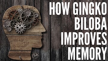 How Ginkgo Biloba Improves Memory