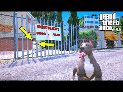 YAVRU PİTBULL DÖVÜŞ EĞİTİMLİ DOGO ARGENTINO'YLA BOĞUŞUYOR! - GTA 5