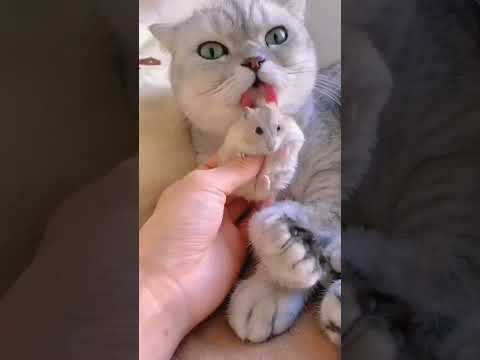 кошка родила хомяка.