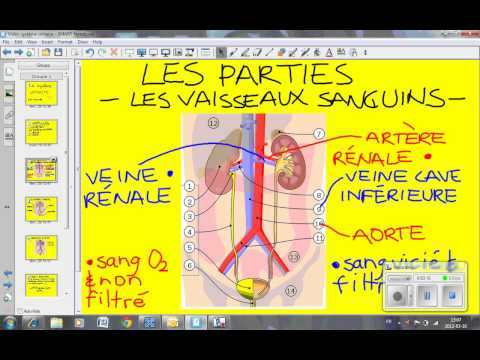 Vidéo: Comment s'appelle le processus d'excrétion de la sueur ?