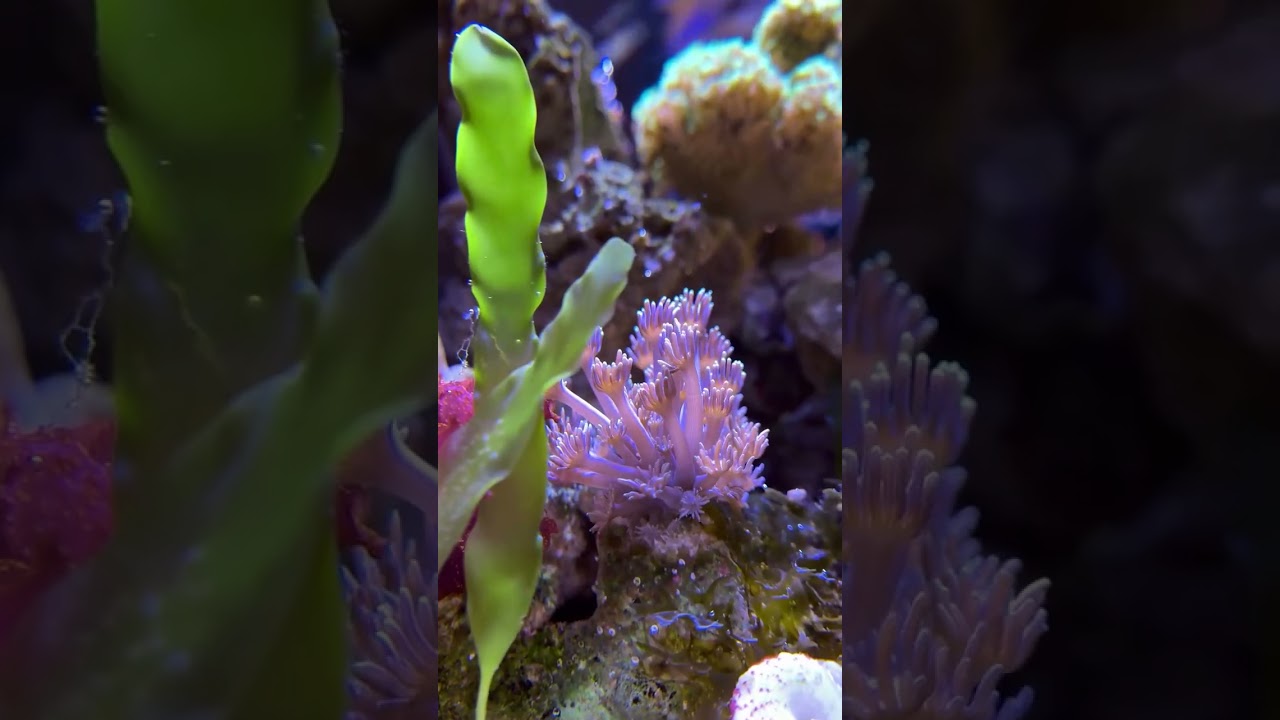 Pico Reef Tank Mark II - Reef Casa