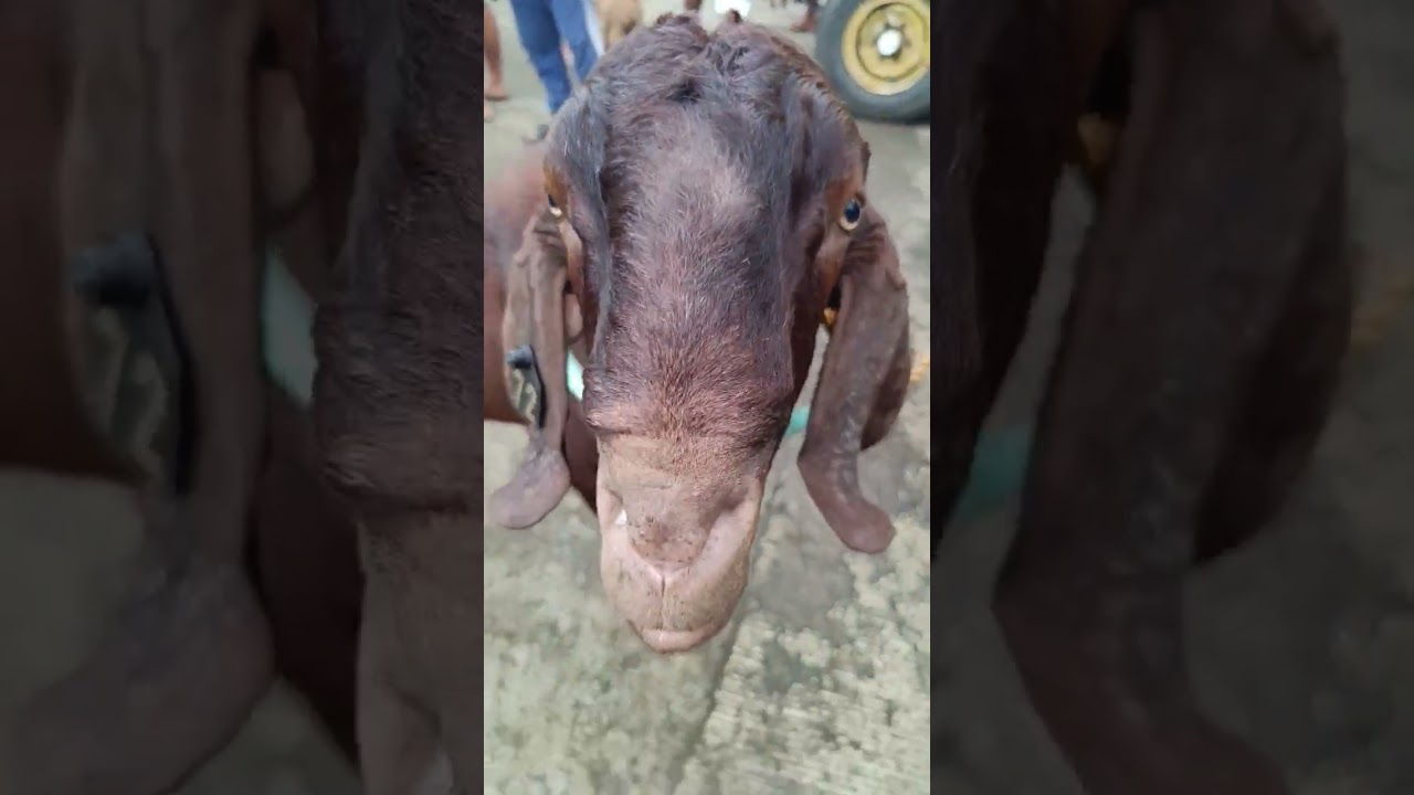 full blooded red boer 