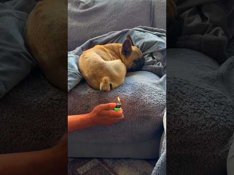Fart Prank with Dogs 😂 You Won’t Believe Reaction #3