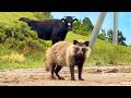 2,000 Tanuki!? Visiting Japan’s Secret Tanuki Island!