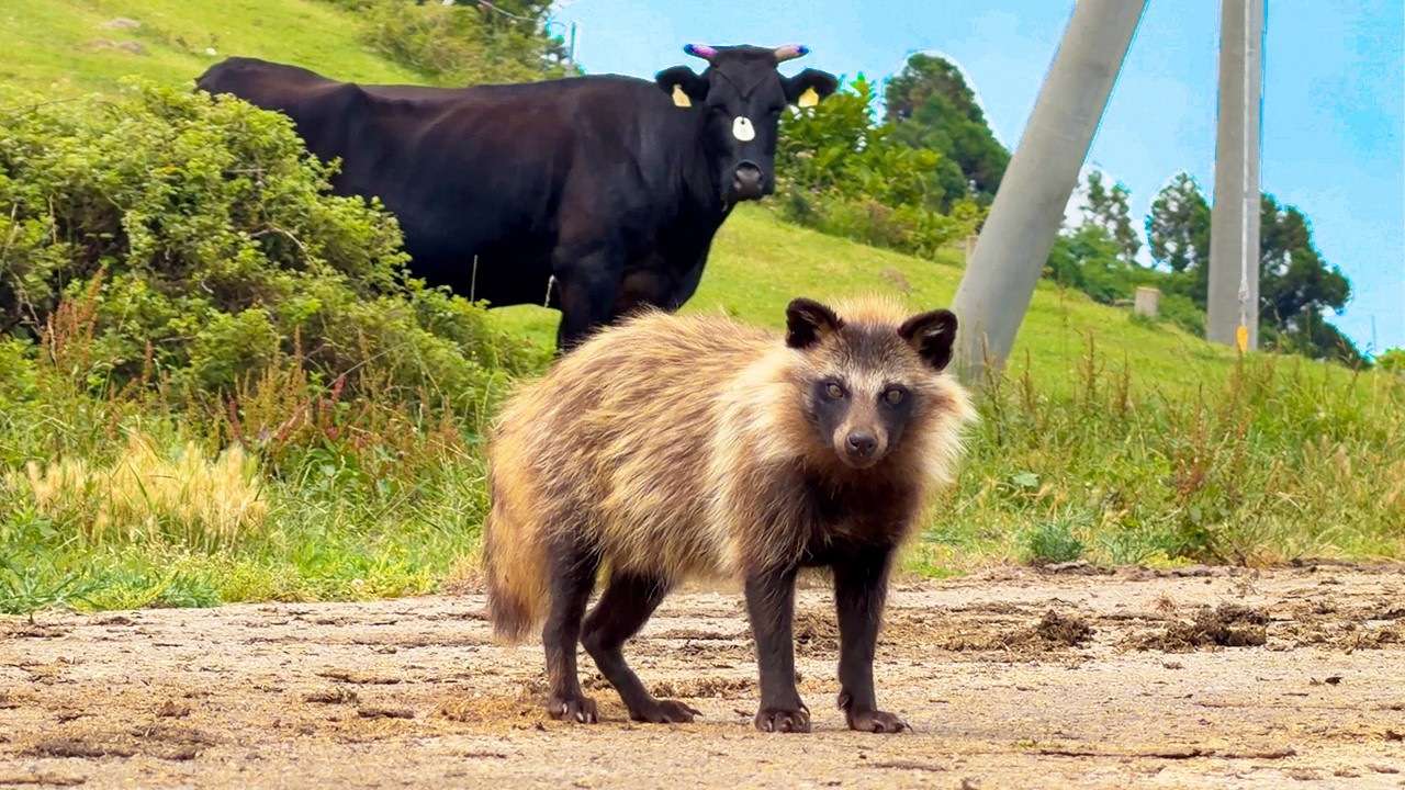 2,000 Tanuki!? Visiting Japan’s Secret Tanuki Island!