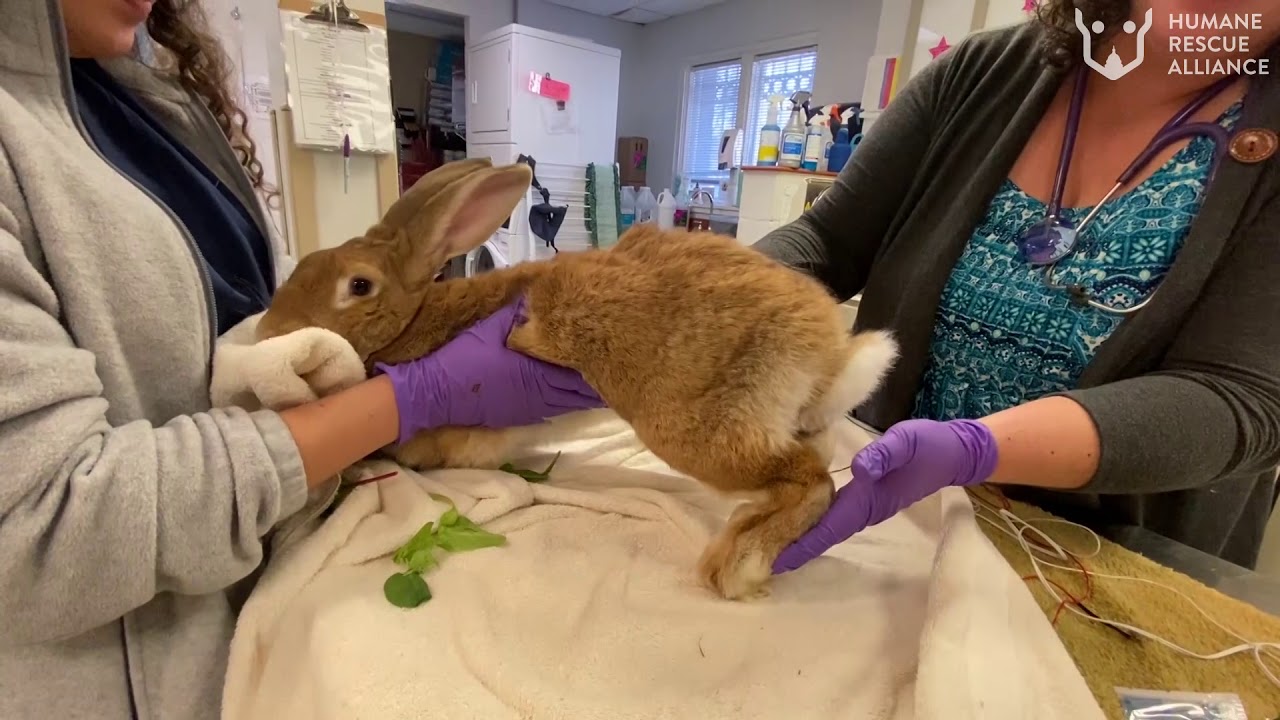 Rabbit With Broken Back Learns To Walk Again Youtube