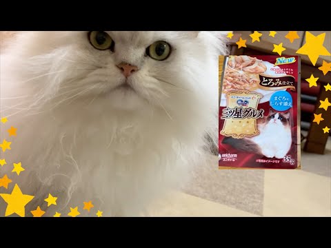 【ペルシャ猫】可愛いもぐもぐタイム