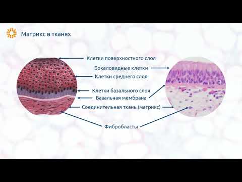 Видео: Имеет ли нервная ткань внеклеточный матрикс?
