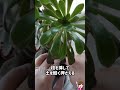 黒法師の挿し木/増やし方/アエオニウム #shorts #succulent