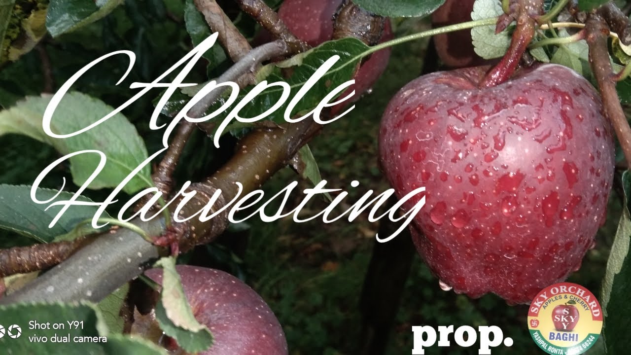 Apple Harvesting | prop. SKY orchard | Shaurya Rohta | [VLOG]