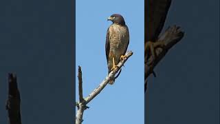 GAVIÃO CARIJÓ ( RUPORNIS MAGNIROSTRIS )