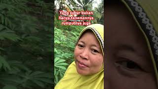 Download Lagu Subur tanaman dan rumputnya #katakatamotivasiberkebunsayuran MP3