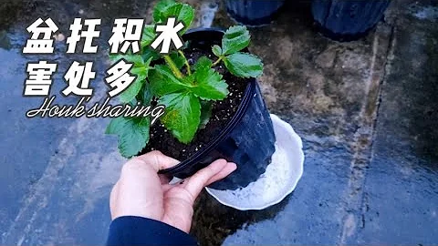 花盆底下放“盘子”，有可能会害死你的苗，教你托盆正确使用方法 - 天天要闻