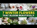 Top 7 Winter Flowers That Bloom Beautifully — Even in Cold Weather 🥶❄️⛄️