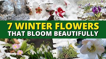 Top 7 Winter Flowers That Bloom Beautifully — Even in Cold Weather 🥶❄️⛄️