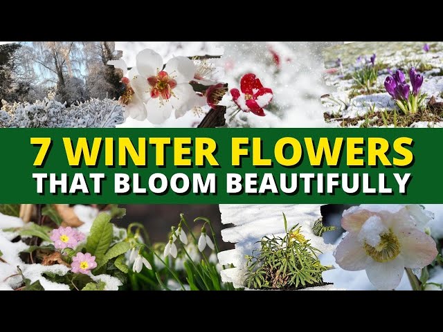 Top 7 Winter Flowers That Bloom Beautifully — Even in Cold Weather 🥶❄️⛄️ class=