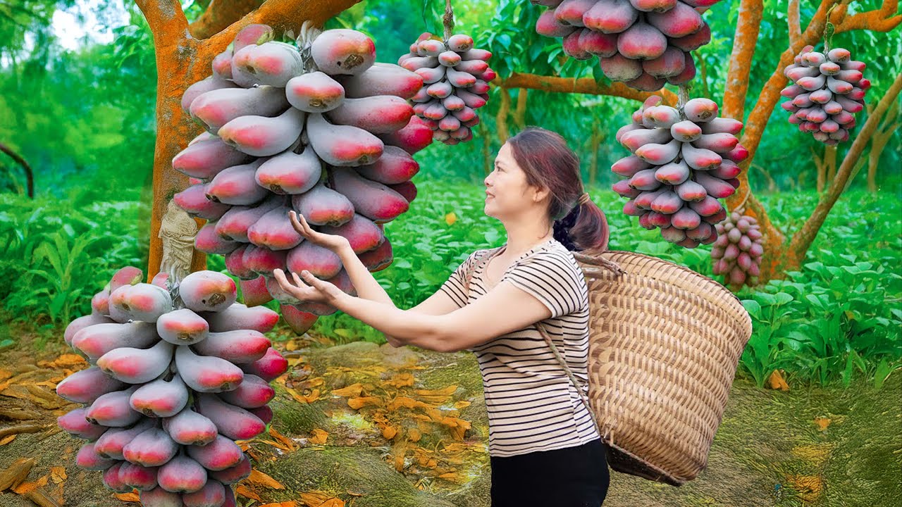 How to Harvest Wild Goumi fruit to sell, Cook delicious food with Goumi fruit at home, Farm life