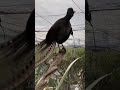 طائر القيثارة يقلد الطفل وهو يبكي طائر القيثارة يقلد الطفل وهو يبكي