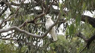 Sulphurcrested Cockatoo