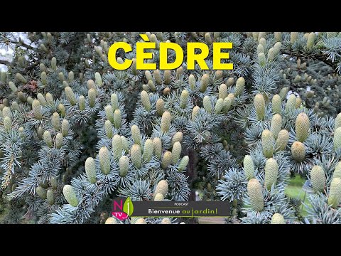 Vidéo: A quoi ressemble une feuille de cèdre ?