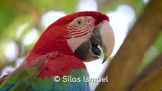 Aves do Mato Grosso do Sul - Pantanal