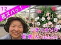 ニチニチソウ【花ズバっ！】12季節の花と寄せ植えの使い方紹介／花創人ガーデニング教室