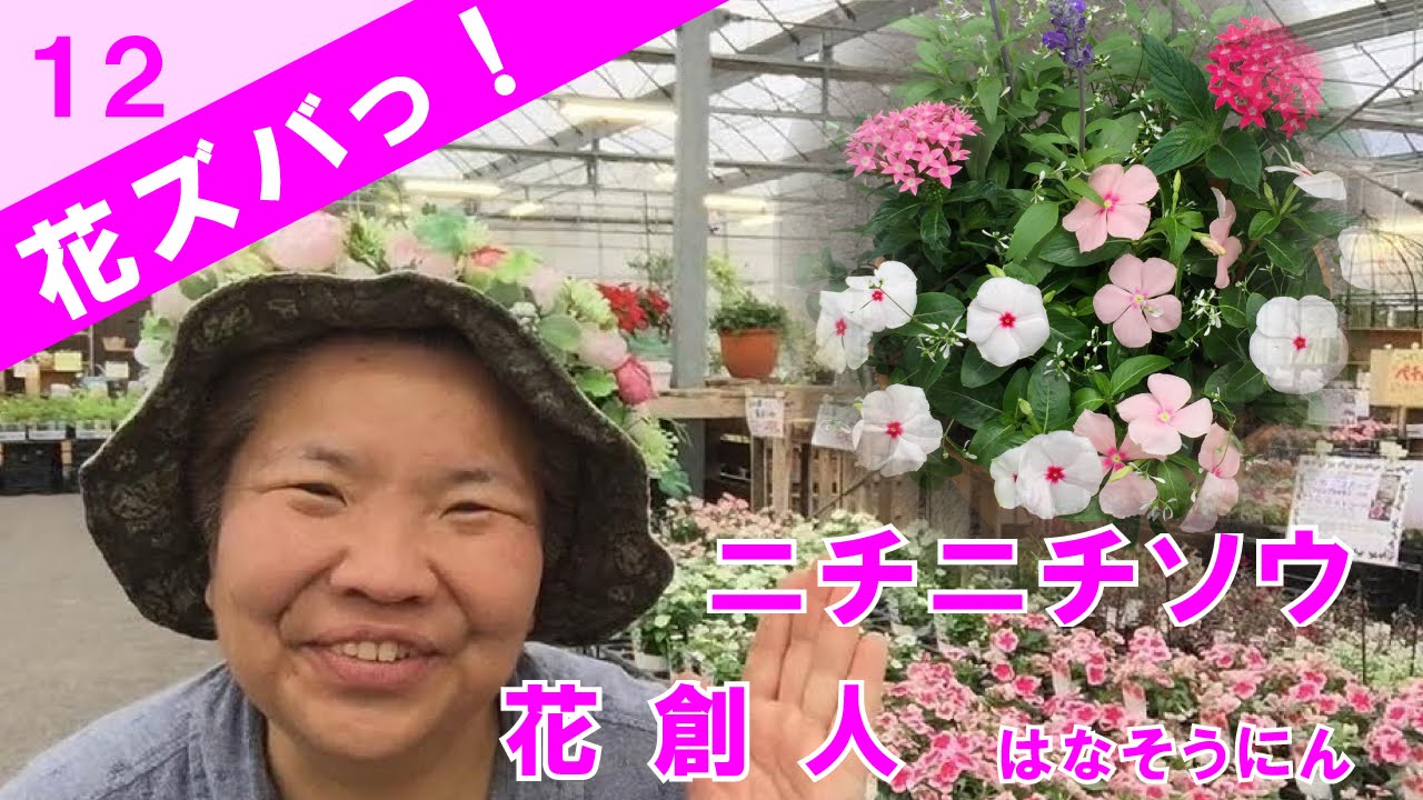 ニチニチソウ 花ズバっ 12季節の花と寄せ植えの使い方紹介 花創人ガーデニング教室 Youtube