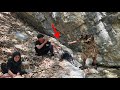 Rescued from a cave-dweller! Savage attack on a nomadic herd in the mountains.