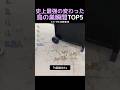 史上最強の変わった鳥の巣瞬間TOP5