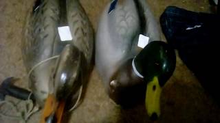 Wooden Ducks