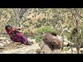 ⛰️ Asmat Faces a Wild Animal | Defending the Flock in the Zagros Mountains