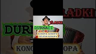 Konopa konopa, zelená konopa #shorts #music #accordion